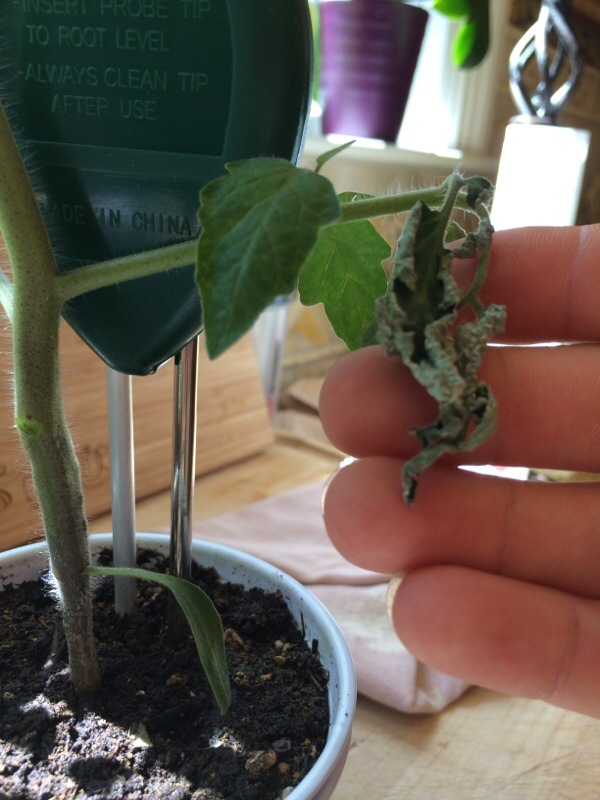 Insect Damage On Tomato Leaf