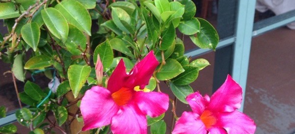 Mandevilla Vine