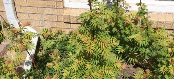 Cutleaf Staghorn Sumac Tiger Eyes