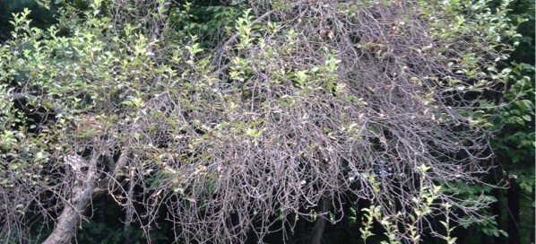 Problems With Crabapple