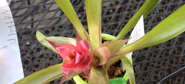 Bromeliad  Vriesea