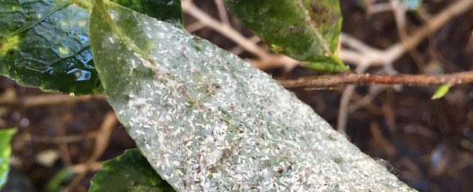 Scale Insects On Camellia