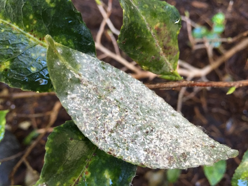 The Plant Doctor: Control tea scale on camellias with spray