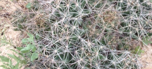 Beehive Cactus