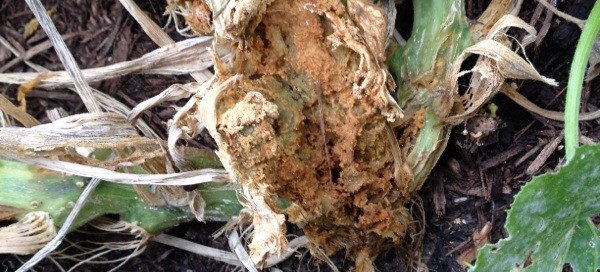 Zucchini Root Rot