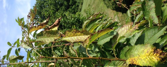 Leaf Spot On Cherry