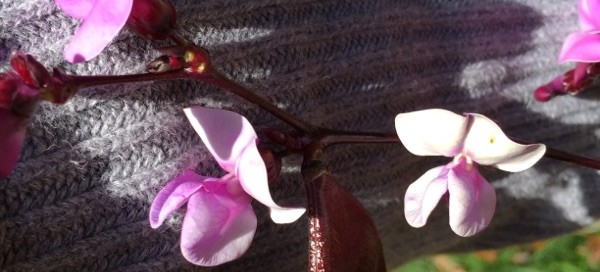 Hyacinth Bean