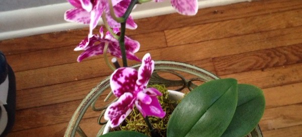 Moth Orchid