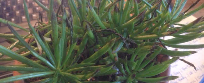 Succulent Bush Senecio Leaves Browning