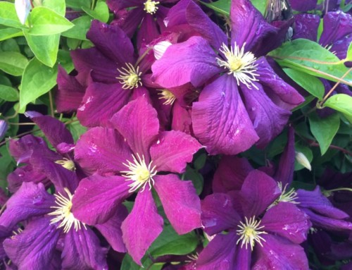 A Clematis