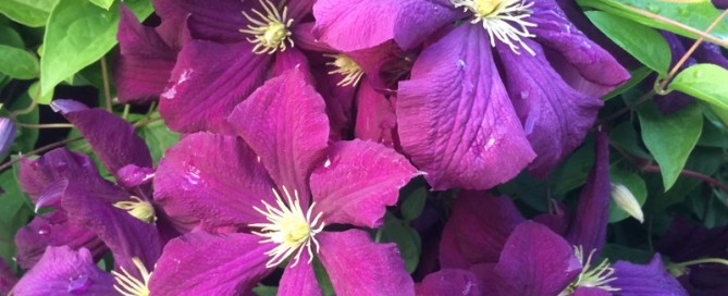 A Clematis