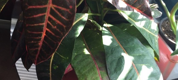 Croton