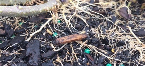 Tomato Adventitious Roots