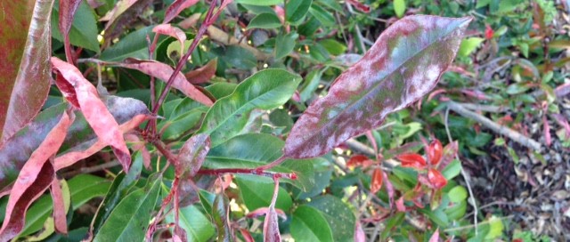 Powdery Mildew On Roses