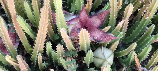 Starfish Flower  Carrion Flower