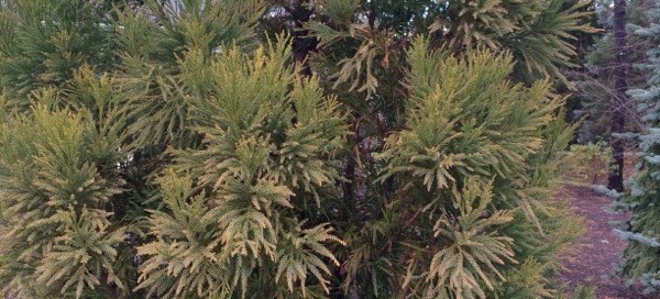 Japanese Cedar