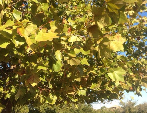 Sycamore