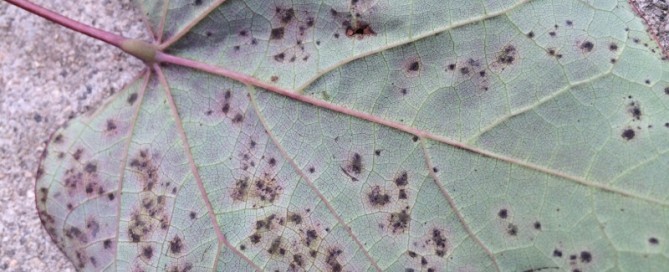 Leaf Blight