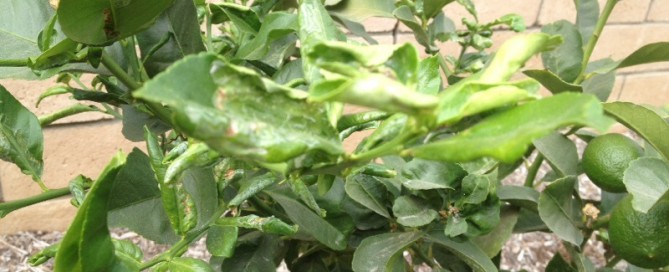 Citrus Leaf Miner