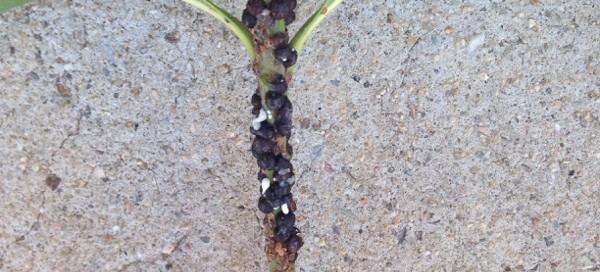 Scale Insects On Oleander