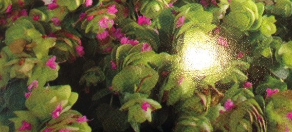 Ornamental Oregano  Round Leaf Oregano