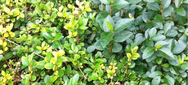 Boxwood