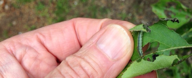 Chewing Insect