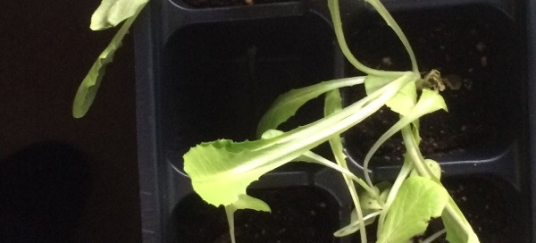 Early Lettuce Seedlings