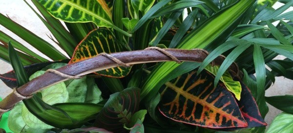 Basket Of Houseplants