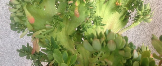 Shrubby Stonecrop Crest