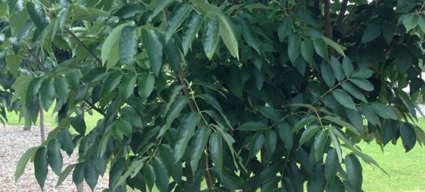 Moreton Bay Chestnut Bean Tree