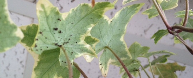 Spider Mites