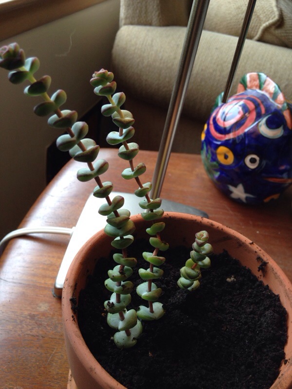 Buy Crassula Baby Necklace Rare Succulent Live Succulent Online in India -  Etsy