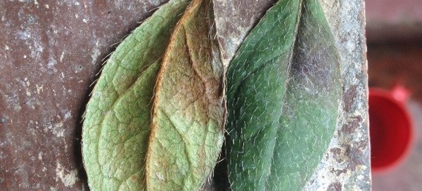 Powdery Mildew