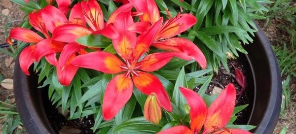 Asiatic Lily