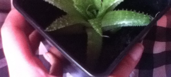 Small Aloe
