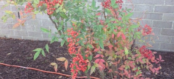 Nandina Heavenly Bamboo