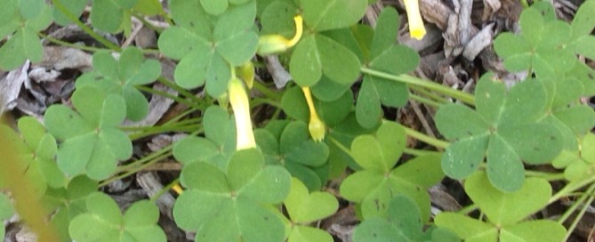 Bermuda Buttercup