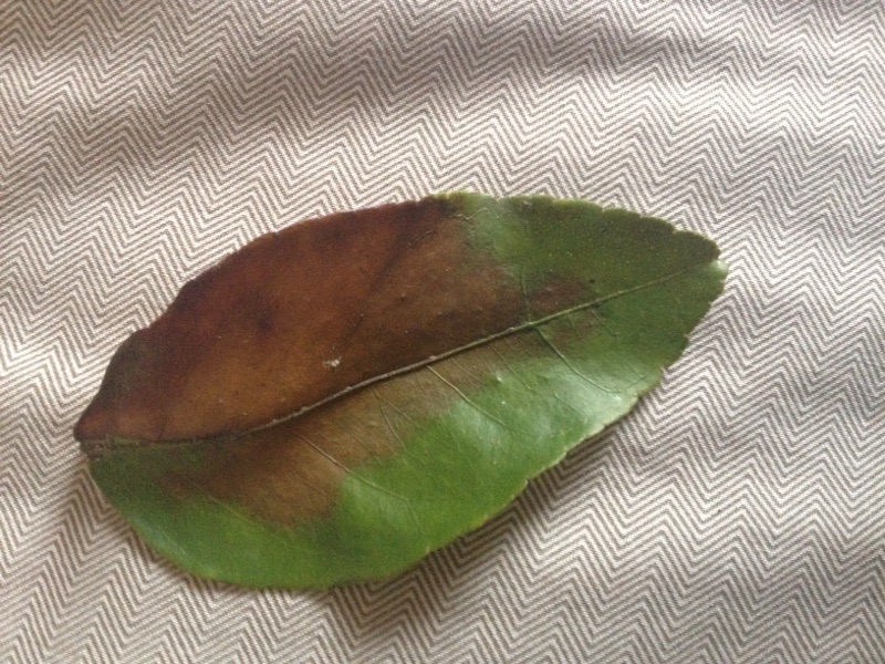 Lime Tree Leaf Problem