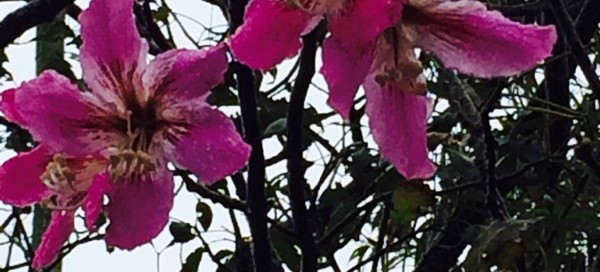 Floss Silk Tree