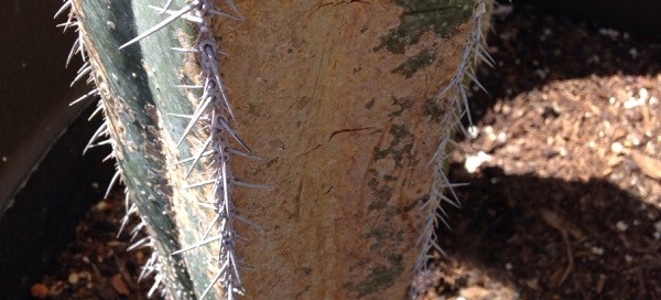 Scale On Cactus