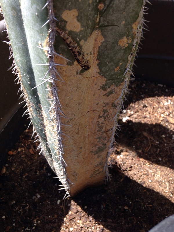 IN THE GARDEN: Mottling caused by scale insect infestation — systemic  insecticide recommended