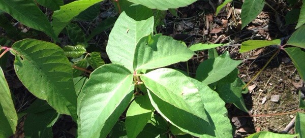 Poison Ivy