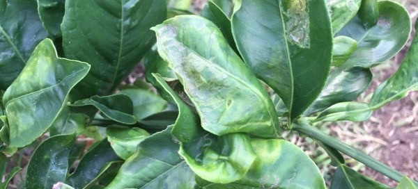 Citrus Leaf Miner