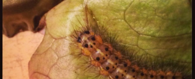Larvae Or Catepillar