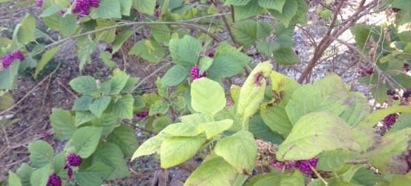 American Beautyberry