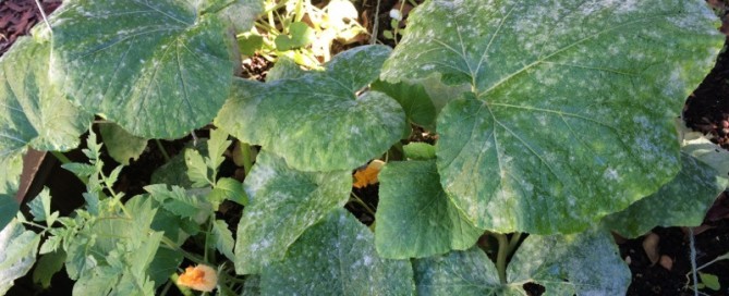 Powdery Mildew On Squash