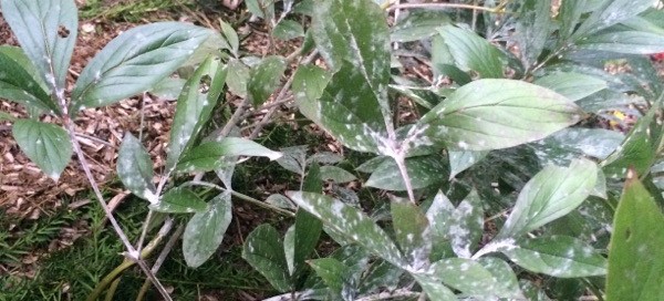 Powdery Mildew