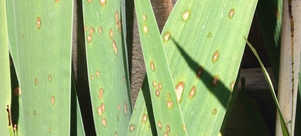 Leaf Spot On Bearded Iris