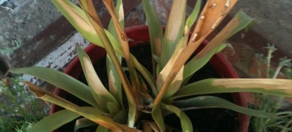 Bromeliad Death